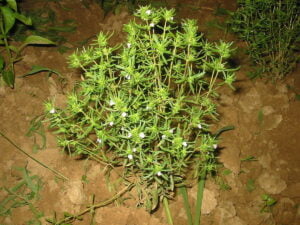 1200px Satureja hortensis bgiu 1