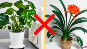 4-plante-toxice-din-jurul-nostru-cum-te-protejezi