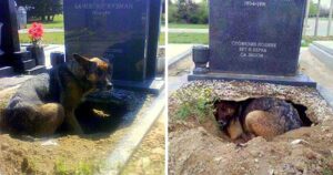 Câinele refuză să părăsească mormântul - apoi o femeie se strecoară mai aproape pentru a afla adevărul
