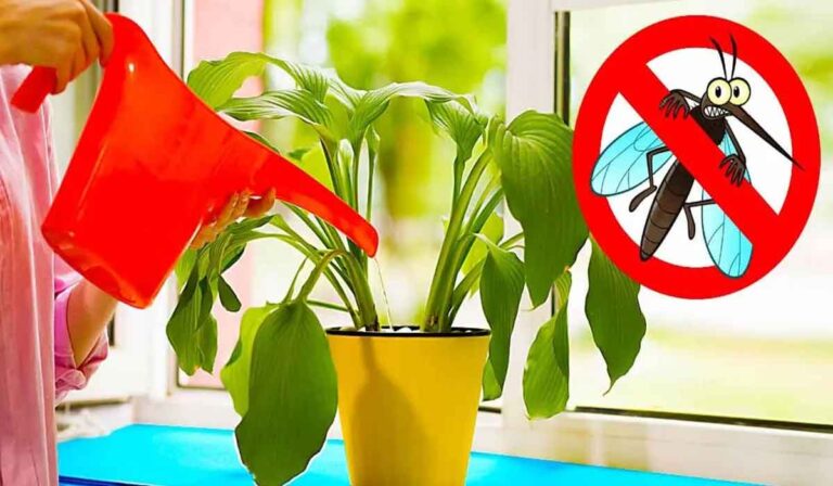 Tineti tantarii departe de casa toata vara, avand aceasta planta in casa