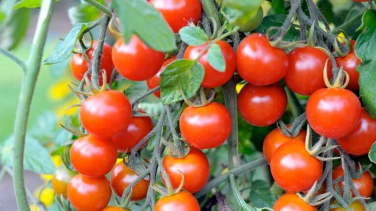 incorporează aceste 8 ingrediente pentru rezultate rapide și excepționale