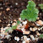 Minunile Cojilor de Ou în Grădină: Un Secret pentru Creșterea Plantei Perfecte