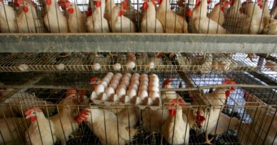 Focar de gripă aviară la o fermă cu peste 75.000 de găini ouătoare din județul Olt