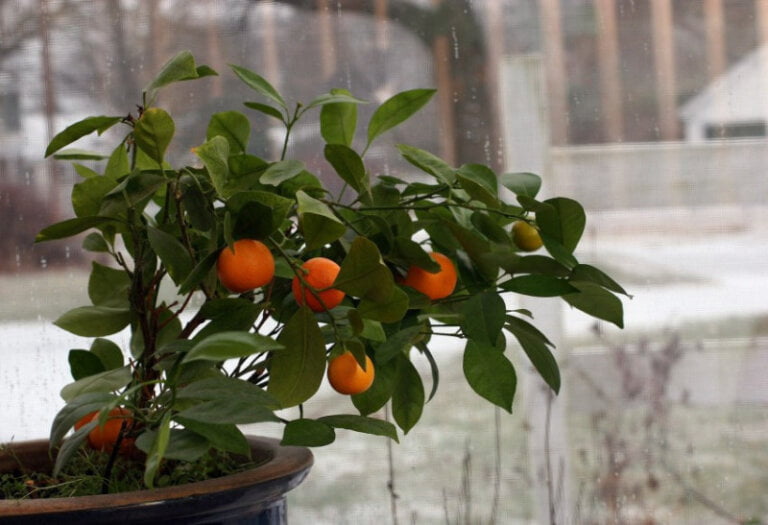 cum sa cultivi mandarin