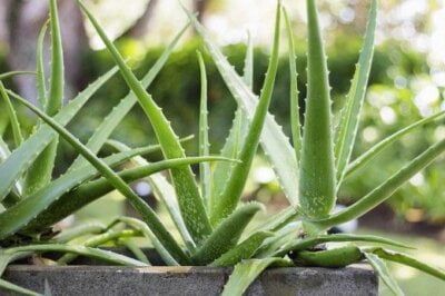 Nu o să-ți vină să crezi: O singură specie de aloe vera este comestibilă!