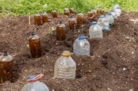 Descoperire uluitoare! Cum poți să cultivi legume uimitoare folosind doar sticle de plastic!