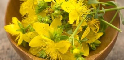 Sunătoarea – planta miraculoasă care poate înlocui antidepresivele și rezolva problemele digestive!
