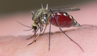 Înainte de culcare, aplică un ingredient din bucătărie și scapă de țânțari