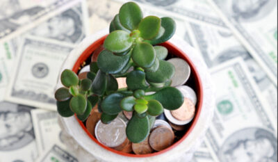 Arborele banilor! Unde ar trebui sa-l pui in casa pentru a atrage norocul