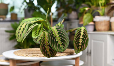 Planta care se roaga. De ce este bine sa o ai la tine in casa