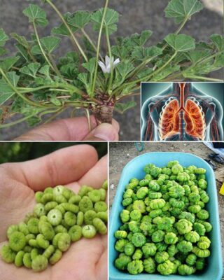 Explorând beneficiile și tratamentele cu nalbă comună: o sursă de nutriție valoroasă