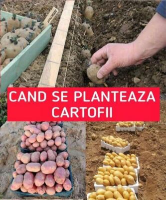 Când se plantează cartofii pentru a avea o cultură bogată