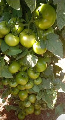 Cand si cum se cultiva rosiile timpurii. Cum se calculeza cantitatile de fertilizant pentru rosii