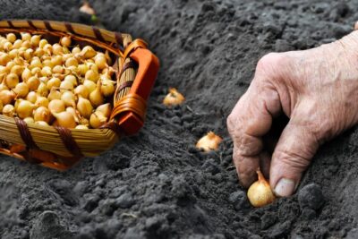 Plantarea arpagicului: trucuri pentru obținerea unei recolte bogate de ceapă si usturoi