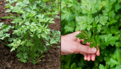Cum Se Cultivă Corect Pătrunjelul – 7 Sfaturi pentru o Tufă Bogată și Sănătoasă