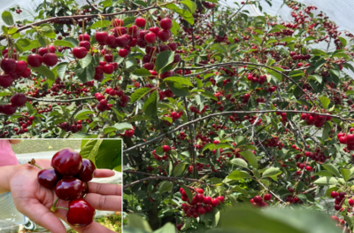 Ghid de tăiere a cireșilor pentru o recoltă bogată pe tot parcursul sezonului