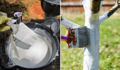 Secretul unui livezi sănătoase: De ce și cum să dai pomii fructiferi cu var primăvara