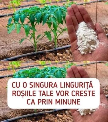 Cum poți obține roșii dulci și sănătoase cu ajutorul apei și bicarbonatului de sodiu