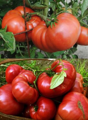 Solutia naturala care hraneste rosiile: