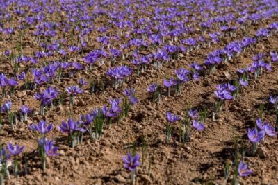 Aur, nu plantă! A apărut pe câmpurile din România! Cultivați asta în grădină, un kg costă cât o garsonieră în București!