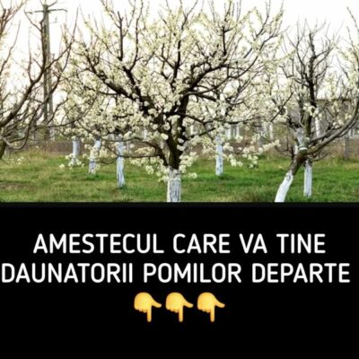 Când trebuie să văruim pomii primăvara? Amestecul care va ține dăunătorii la distanță
