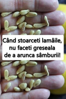Când stoarceți lămâile, nu faceți greșeala de a arunca sâmburii: aceștia valorează cât aurul atunci când sunt folosiți corespunzător