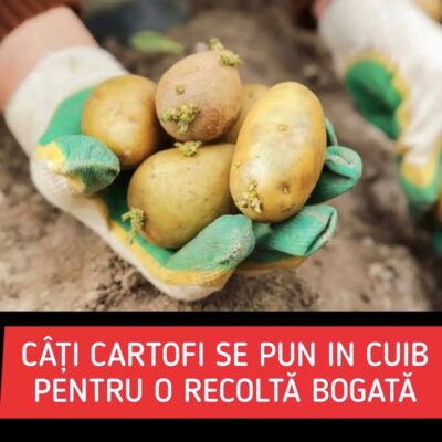 Cati cartofi se pun la cuib. Cum sa ii plantezi corect pentru o recolta buna