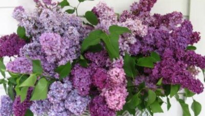 Descoperă beneficiile uleiului de liliac: planta parfumata cu efecte terapeutice