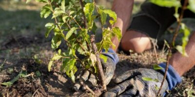 La ce distanță față de gardul vecinului ai voie să plantezi pomi fructiferi. Legea e clară