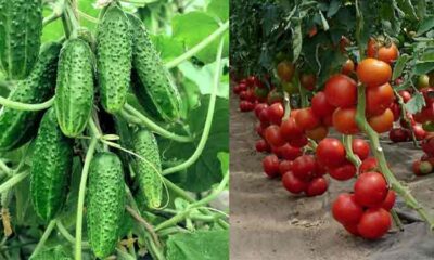 Apa, drojdie si zahar: 3 ingrediente pe care toata lumea le are la indemana, pentru o recolta bogata de castraveti si rosii