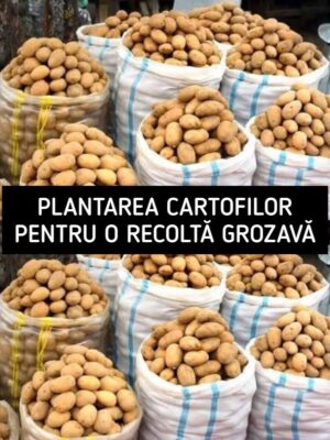 Plantez cartofii prin metoda „pe dos”, așa cum m-a învățat unchiul meu din Belarus – mereu am o recoltă excelentă. Vă povestesc în detaliu toate secretele
