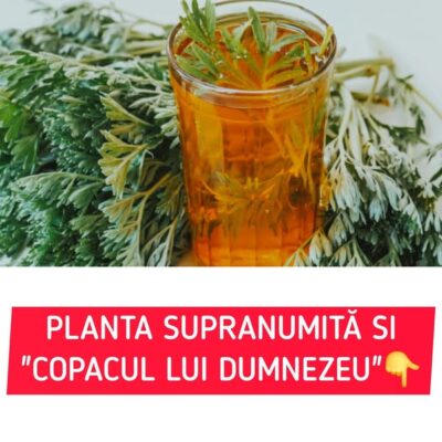 Planta supranumită și „Copacul lui Dumnezeu” cu proprietăți miraculoase: ucide toate infecțiile din organism