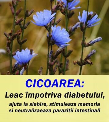 Cicoarea: O Minune a Naturii cu Beneficii Vaste pentru Sănătate și Bucurie