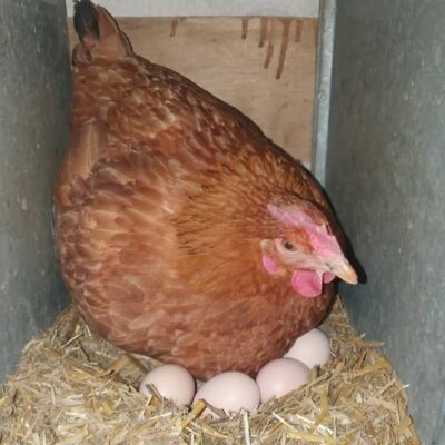 Atenție, ouăle din curte din Țările de Jos pot fi contaminate cu PFAS periculoase pentru sănătate – ce riscuri ascund aceste substanțe „eterne”?