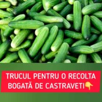 Trucul ce îți asigură o recoltă bogată de castraveți. Două ingrediente sunt necesare