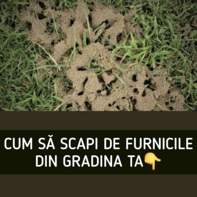 Cum să scapi de furnici în grădina de legume?