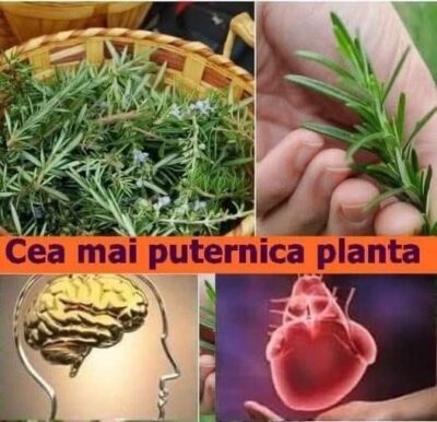 Cea mai puternică plantă, bună pentru creier, inimă, vase, piele, păr și siluetă. Te scăpa și de stres