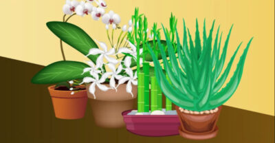Zece plante care atrag energiile pozitive si bunastarea in casa ta