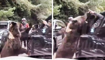 Acum! Turist atacat de urs la Vidraru! Se intervine de urgență!