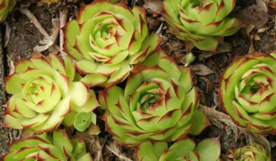 Urechelnița, planta miraculoasă care tratează zosterul și bolile de piele! Cum se folosește corect sucul proaspăt?