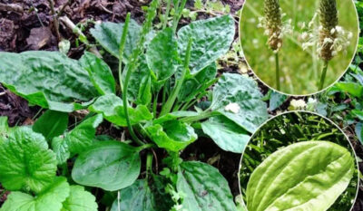 5 plante medicinale care curata sangele