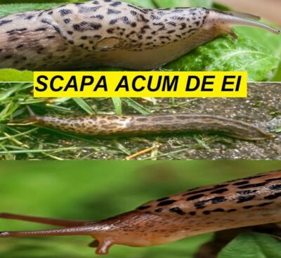 Elimină limacșii rapid și eficient – 4 soluții care te scapă de ei pentru tot sezonul!