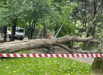 Fetiță de 7 ani moartă după ce un copac s-a prăbușit peste un grup de copii!