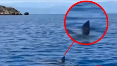 Alertă maximă în Bodrum! Rechini uriași apar lângă plajele turcești – turiștii români în pericol!