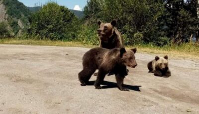 Alertă în Bistrița-Năsăud: Ursul atacă oameni în plină noapte – bărbat rănit grav, satul în stare de șoc!