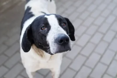 ȘOC în Bihor: Câine ucis la comandă de propriul stăpân, arestat imediat!