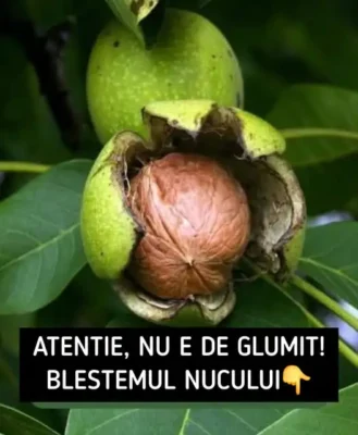 Blestemul nucului! Ce riscă cei care plantează un nuc în curte fără să știe superstiția străveche