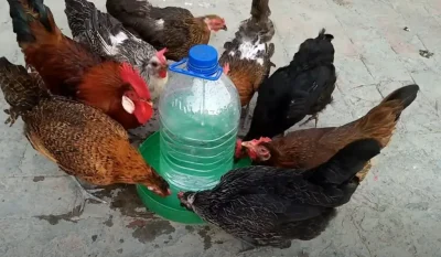 Ingredientul de câțiva lei pe care toți îl avem în casă. Pune-l în apa găinilor…