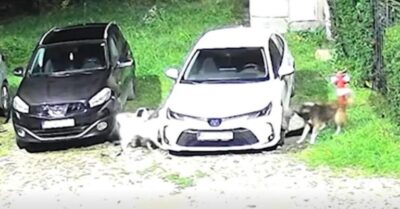 Imagini șocante în Petroșani! O haită de câini a FĂCUT PRAF o mașină. Motivul este incredibil