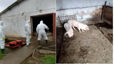 Un nou focar de pestă porcină face ravagii în acest județ. Autoritățile au dispus uciderea imediată a animalelor